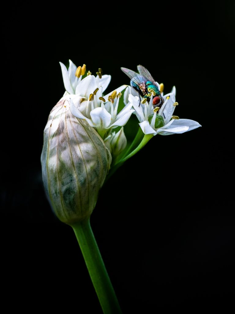 Fliege auf Schnittknoblauch