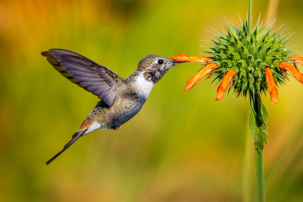 Kolibri