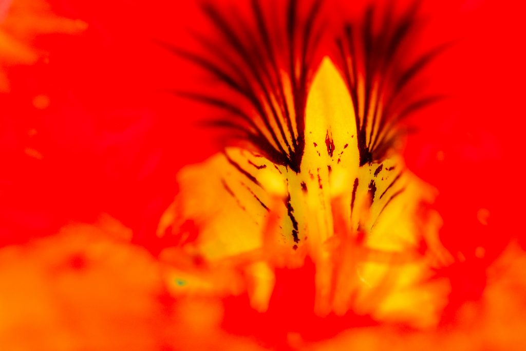 Feuer