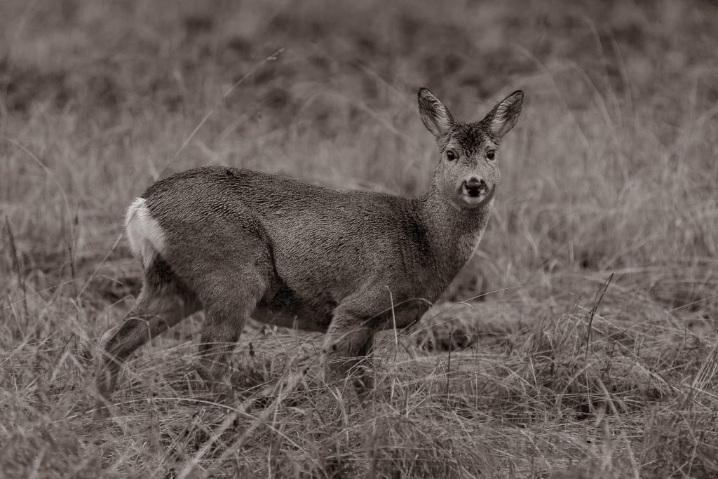 Vorsicht Rehe