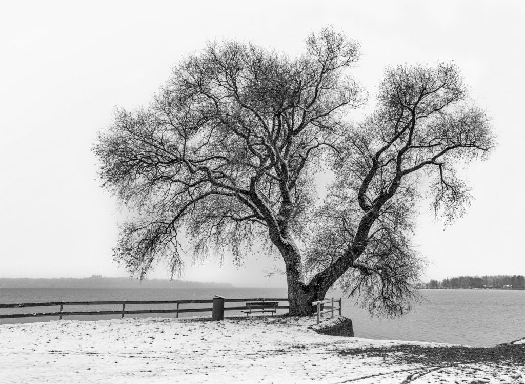 Winterweide
