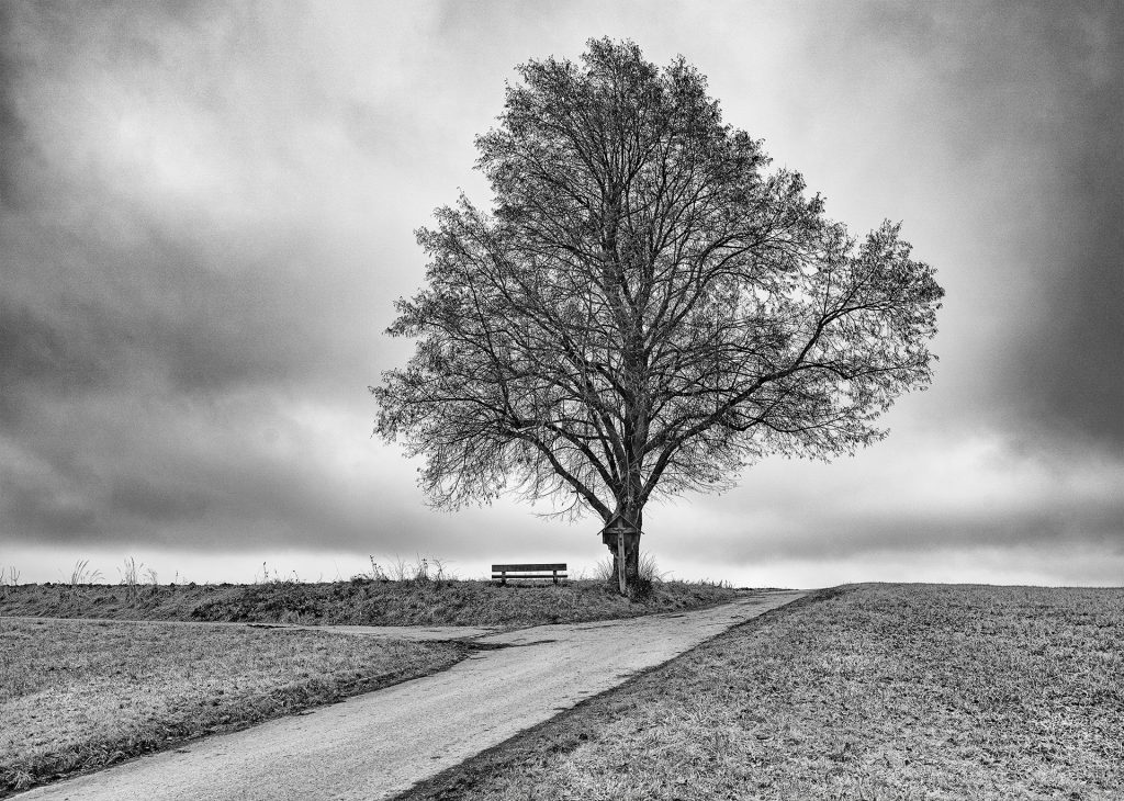 Baum bei Purfing