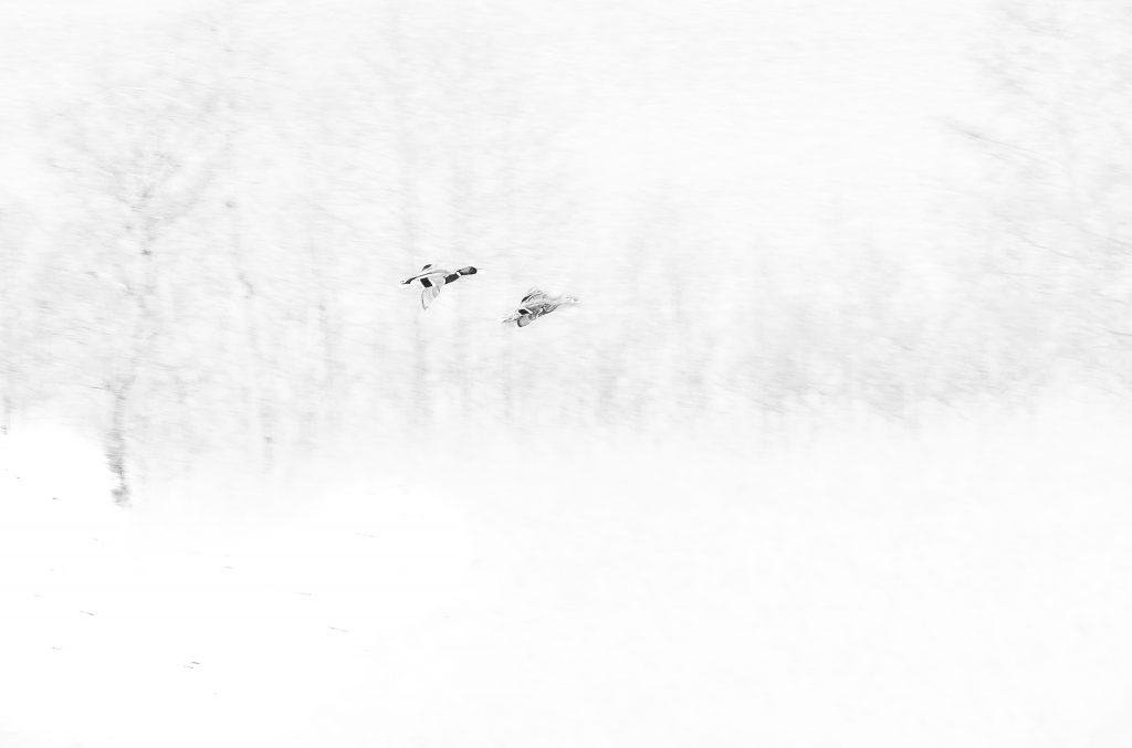 Freiflug