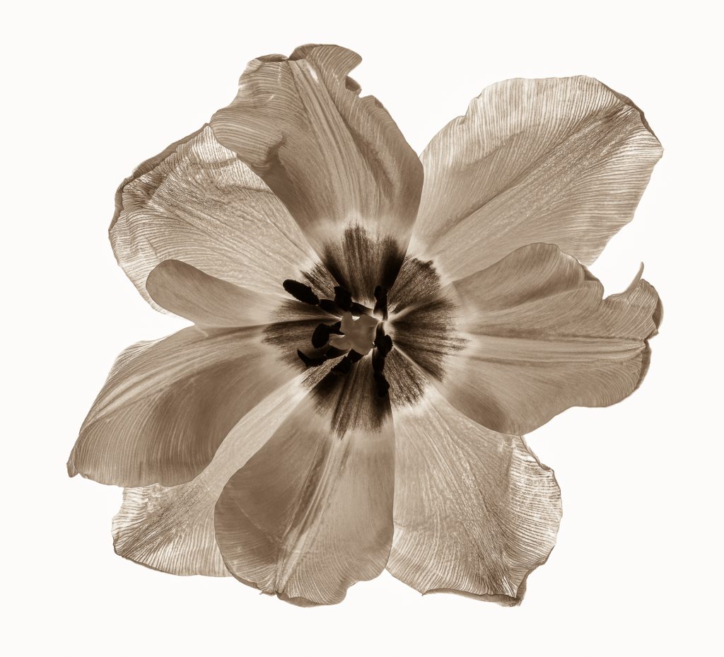 Welke Blüte