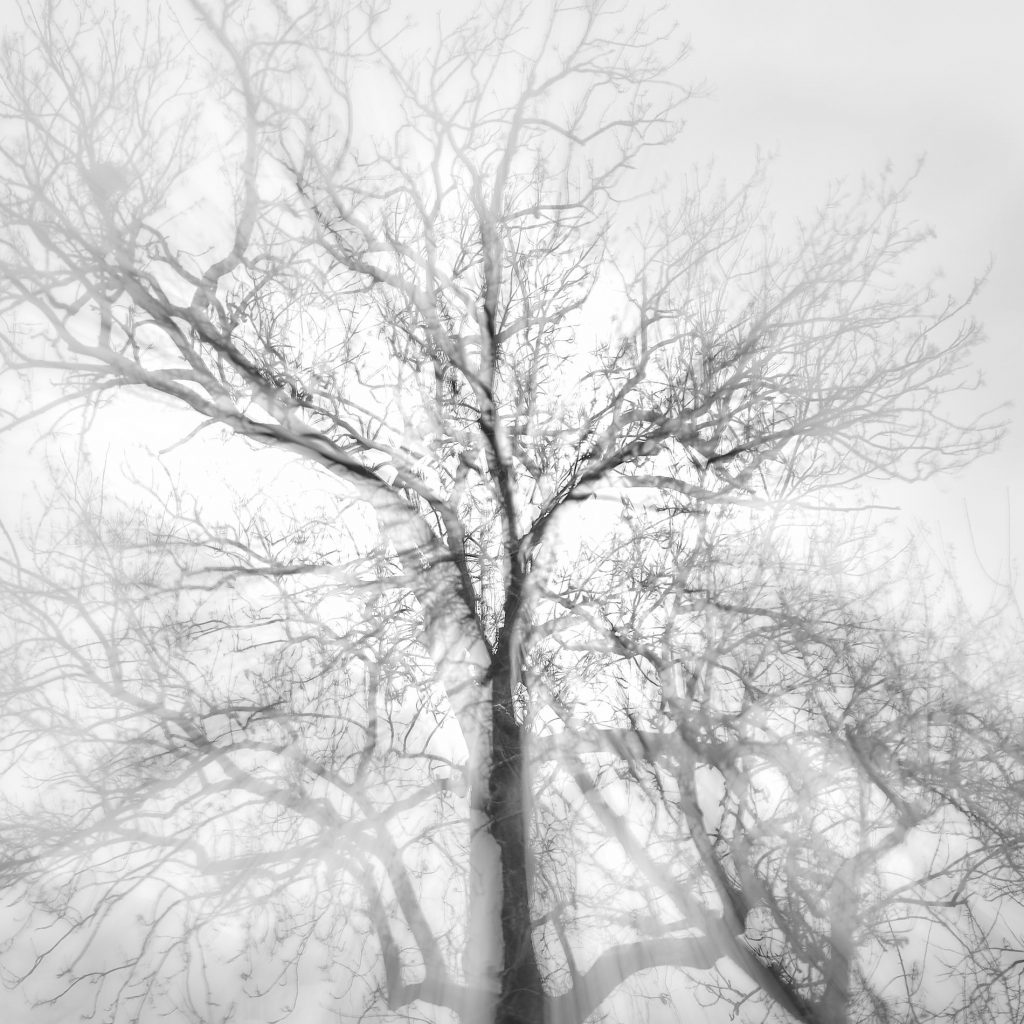 großer Baum