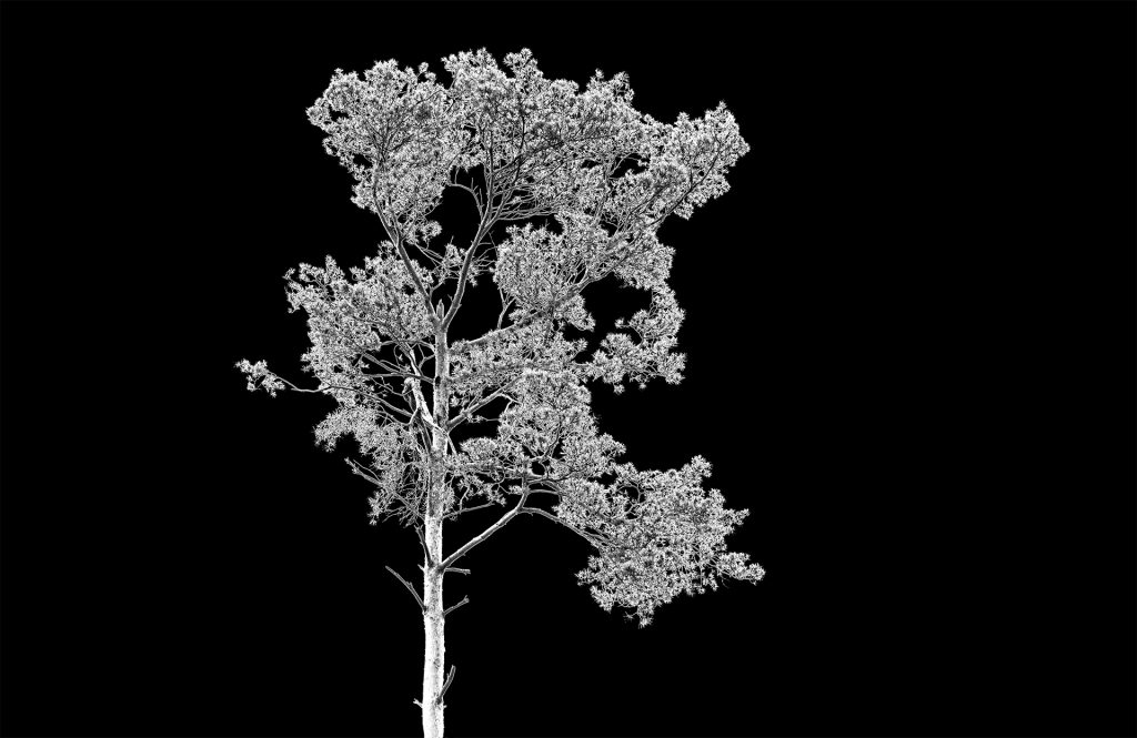 Solari-Baum