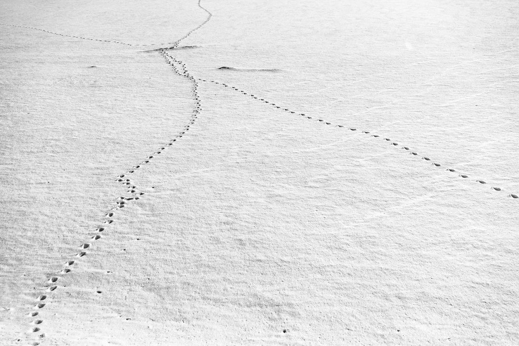 Spuren im Schnee