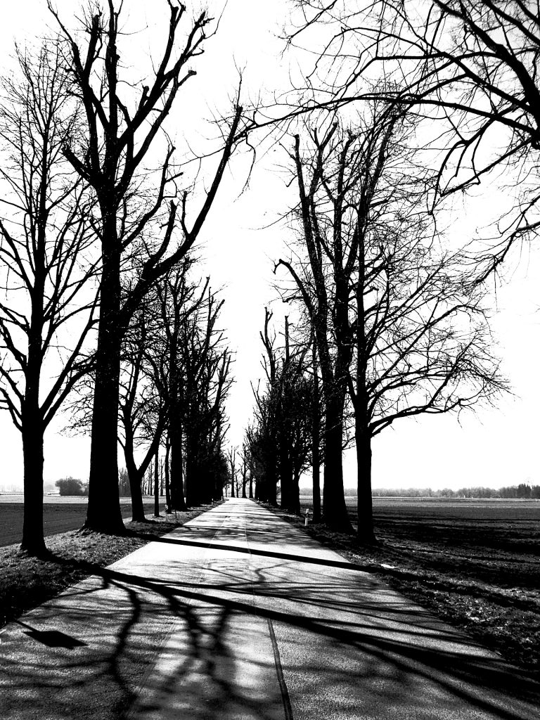 Schattenspiele in der Allee
