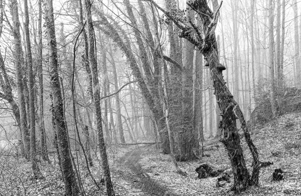 Im Wald
