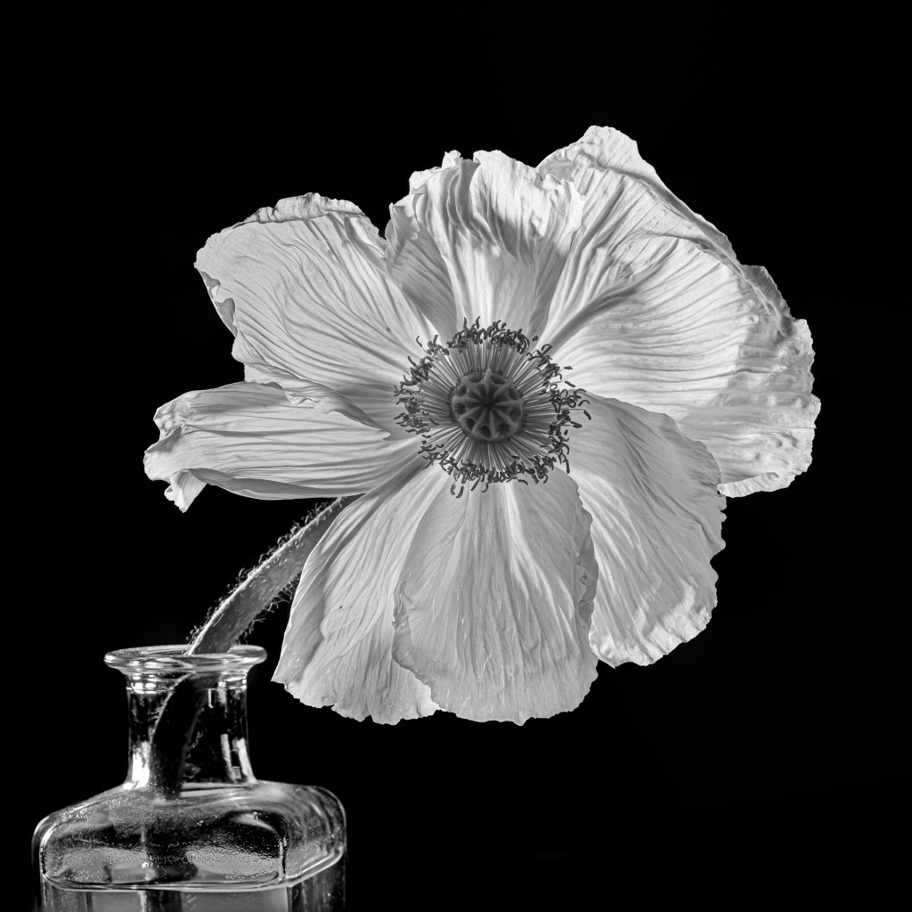 Weiße Mohnblüte