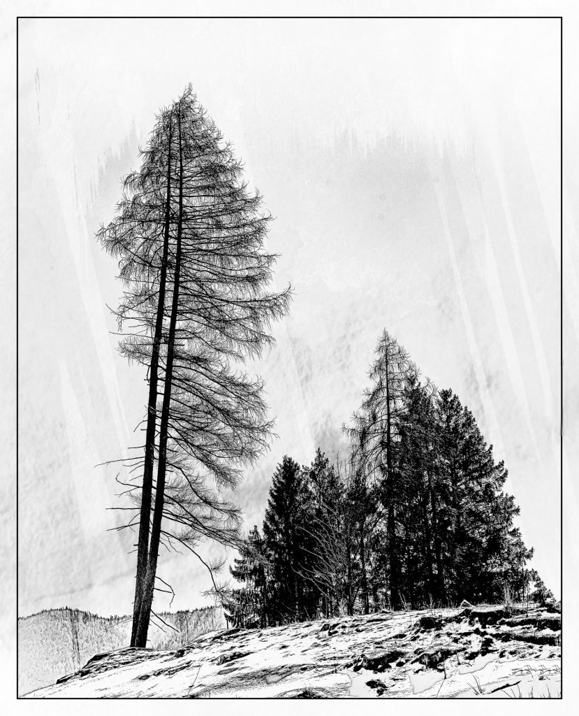 Fichten am Walchensee