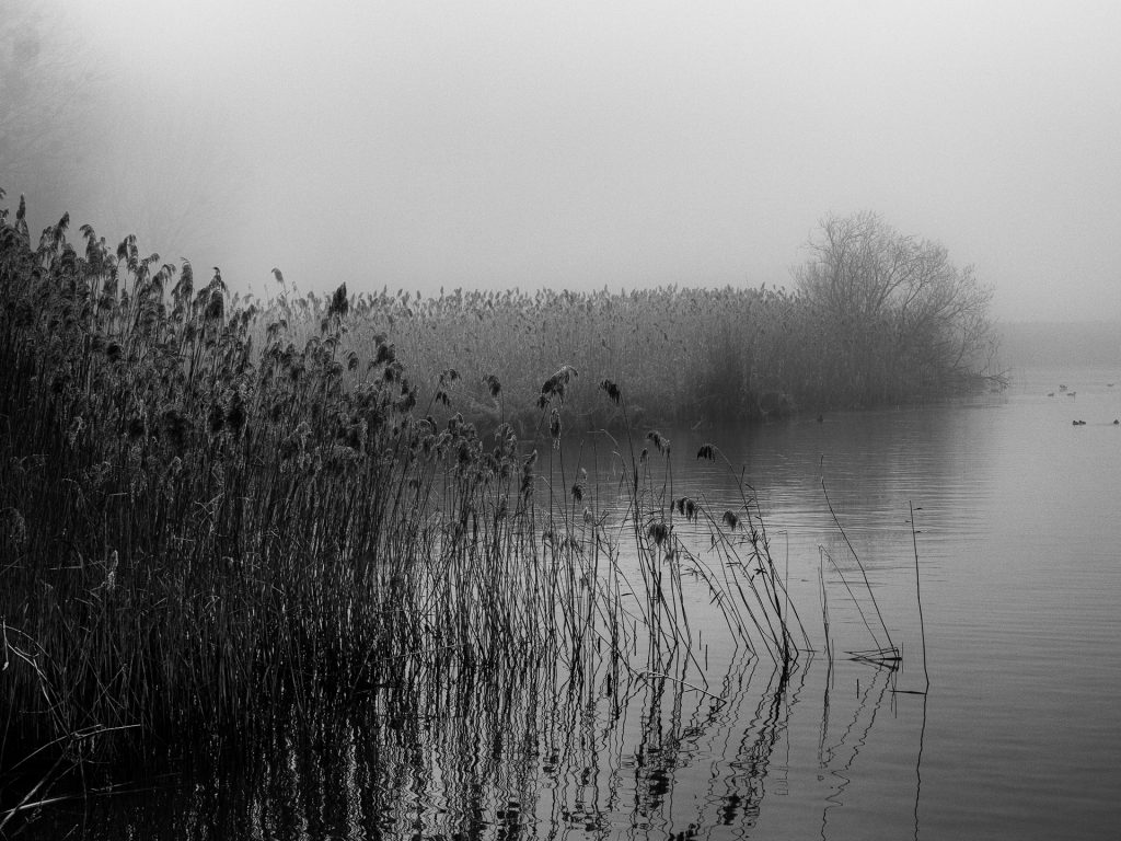 Morgennebel am Chiemsee