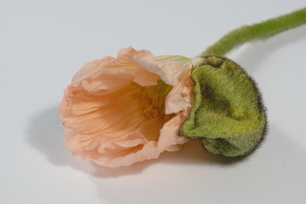 Blüte