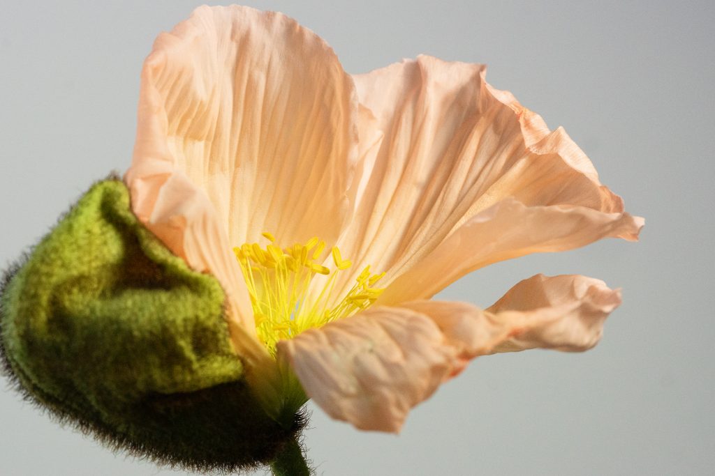 Blüte