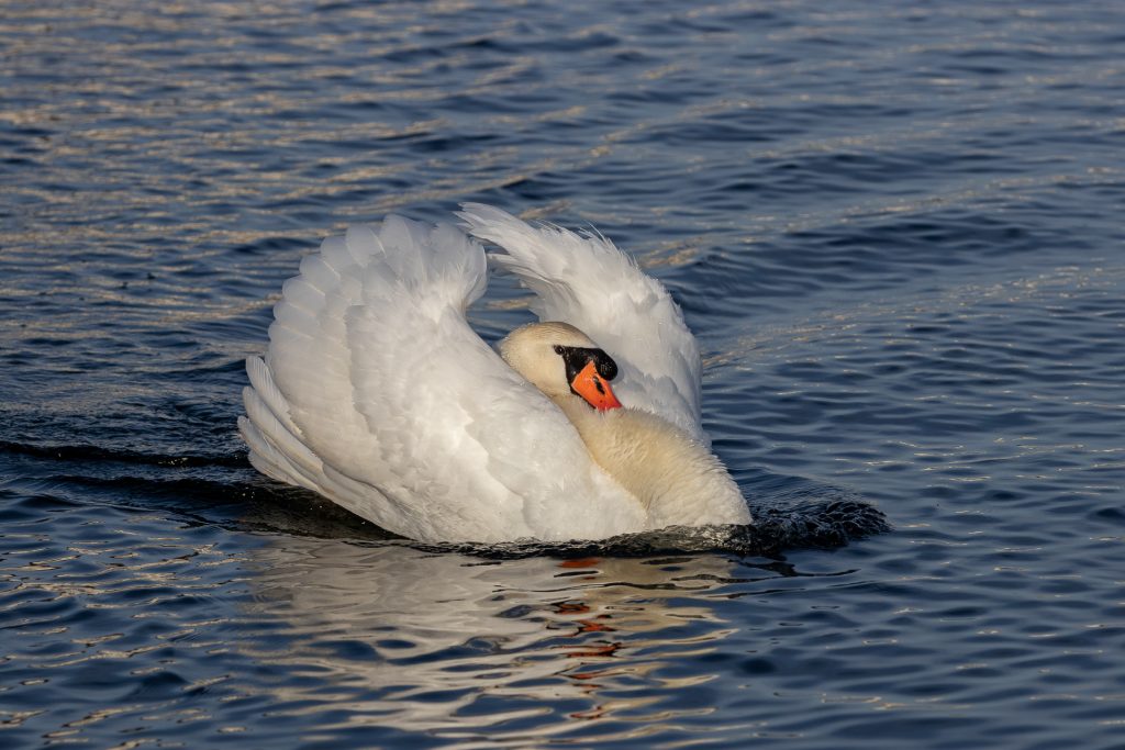 Höckerschwan