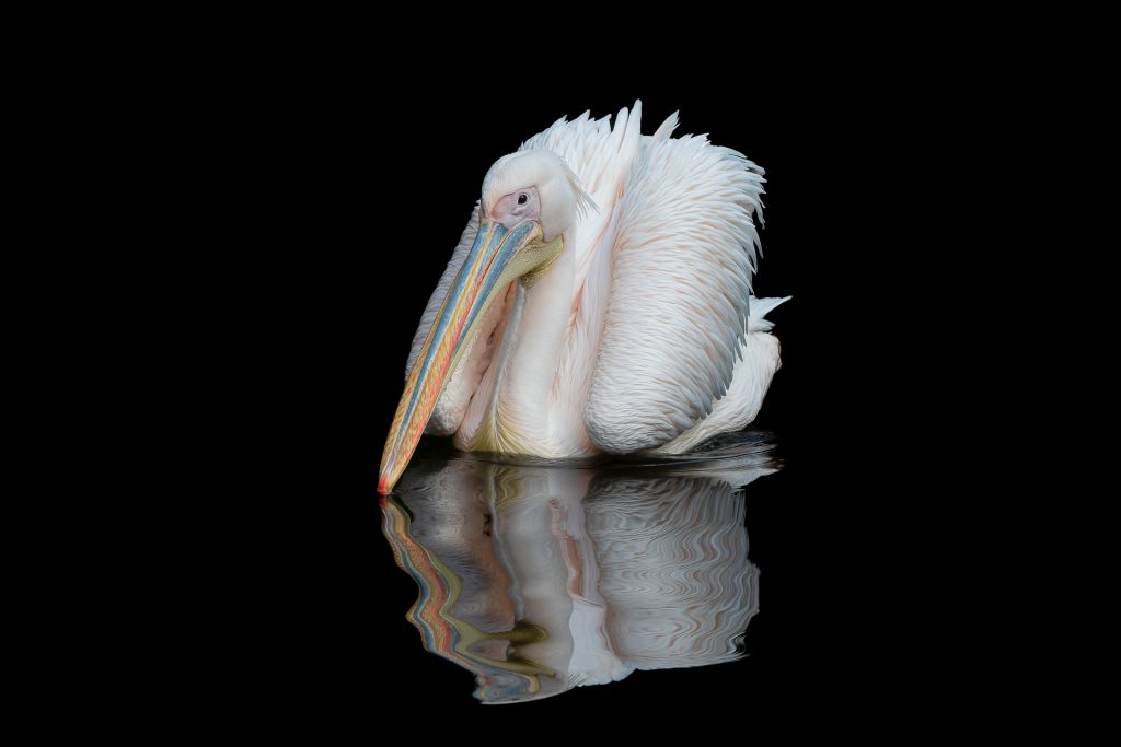 Spiegelbild