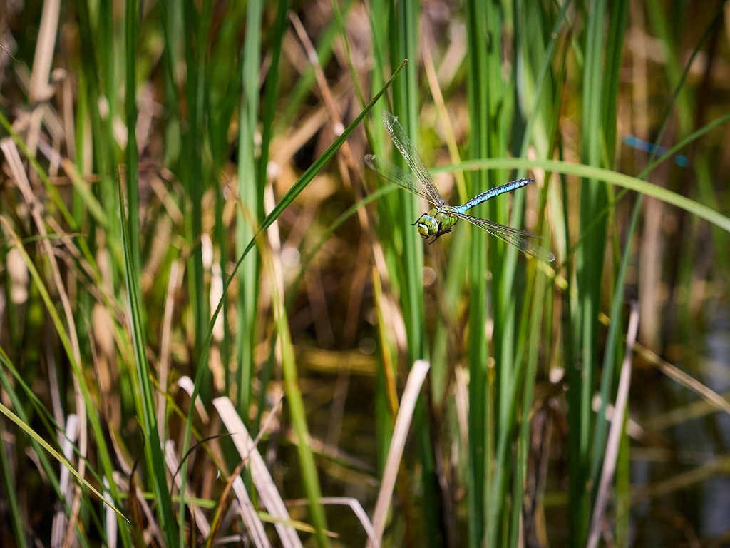 Libelle im Flug