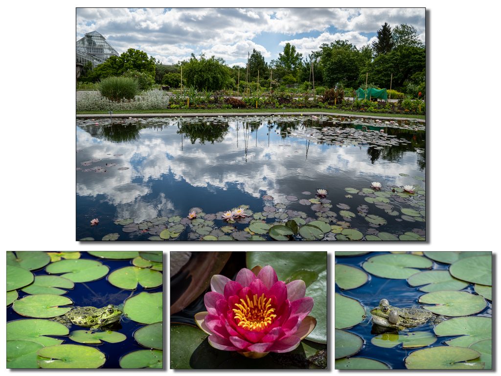 Teich Botanischer Garten