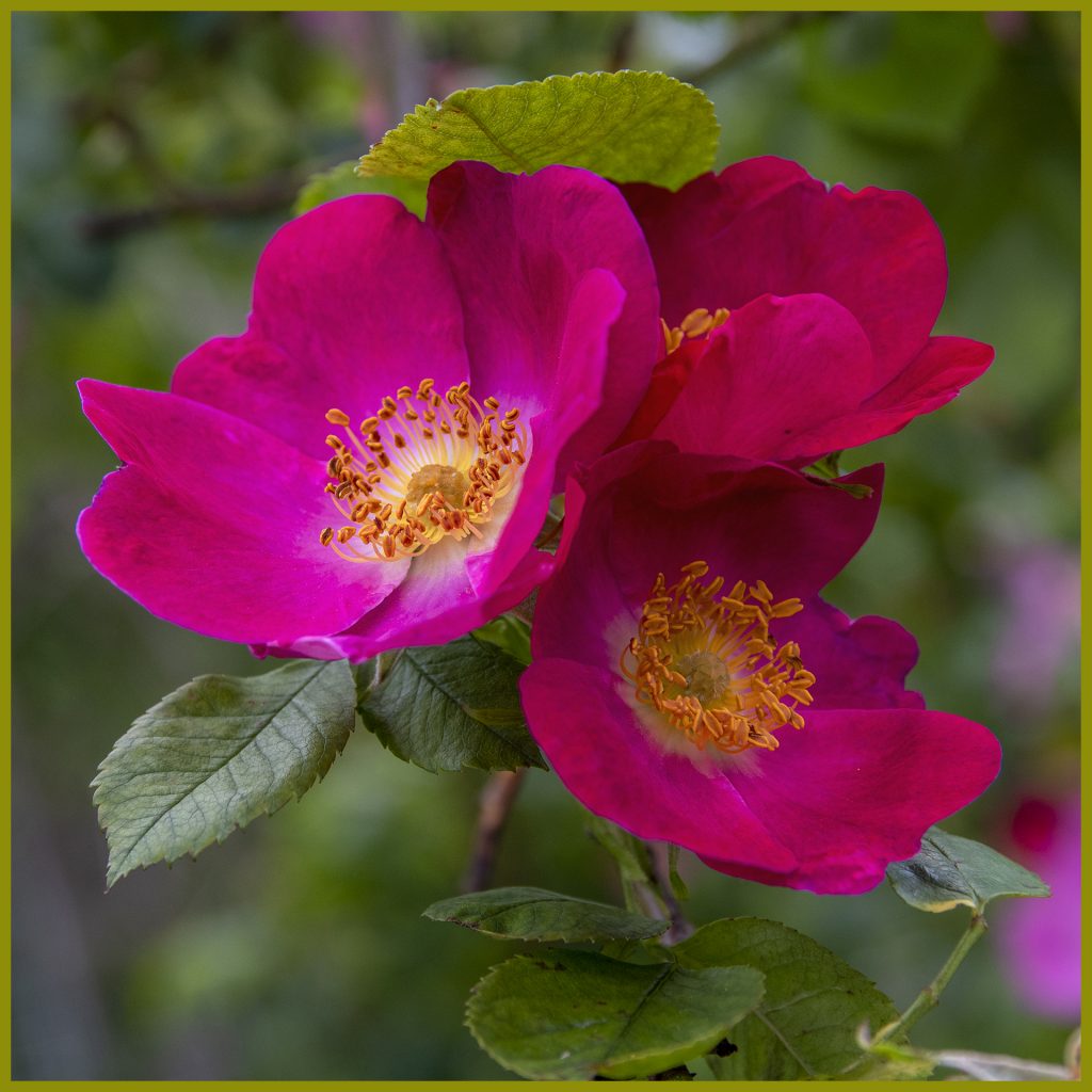 Rote Heckenrose im Botanischen Garten