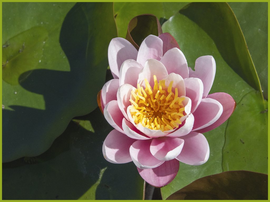 Seerose im Botanischen Garten