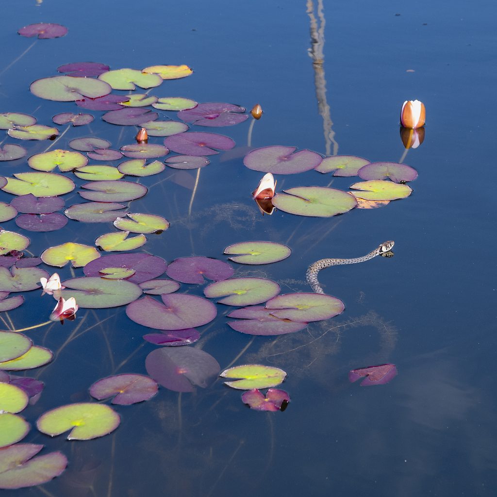 Seeschlange im Botanischen Garten