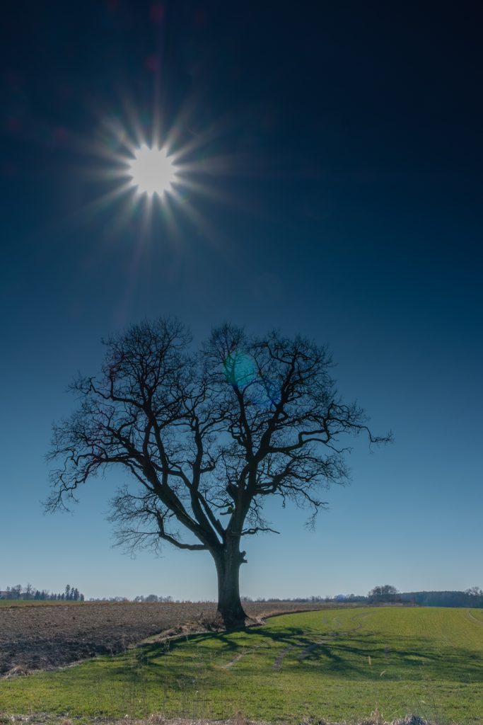 Baum im Gegenlicht
