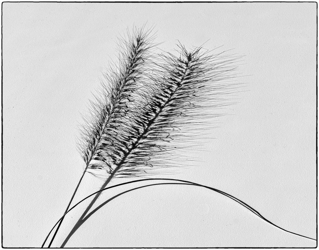 Schattenwurf von einem Gras