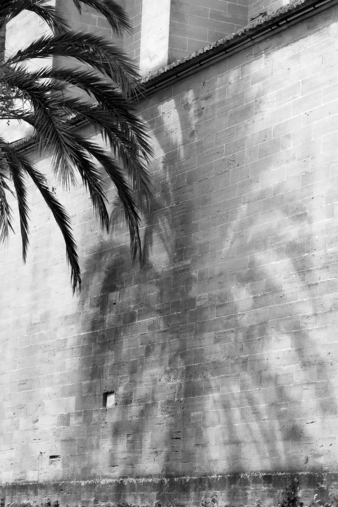 Palmenschatten