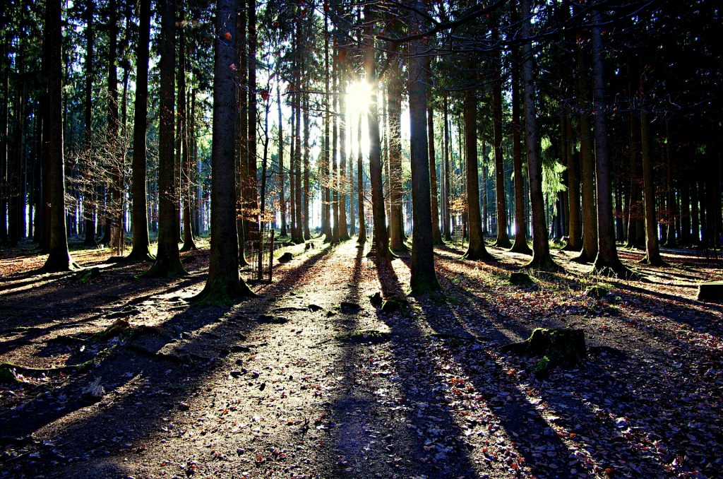 Lichtspiele im Wald