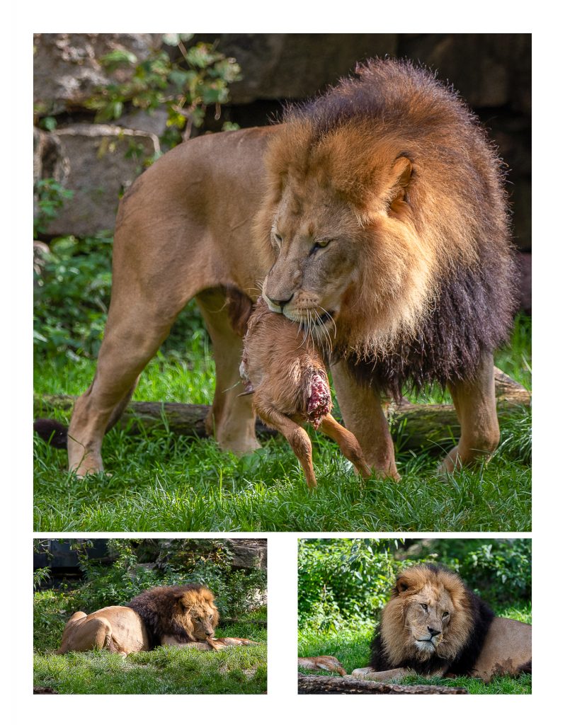 Löwenfütterung
