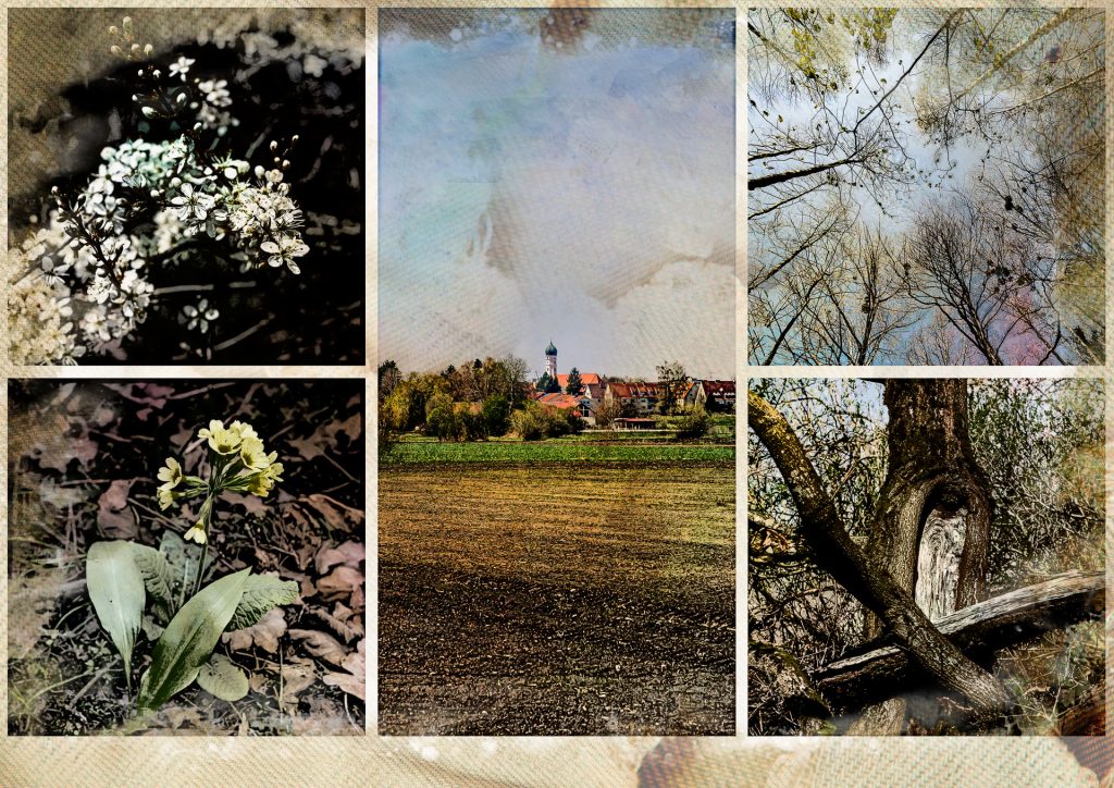 Erste Frühlingsboten im Schwabener Moos