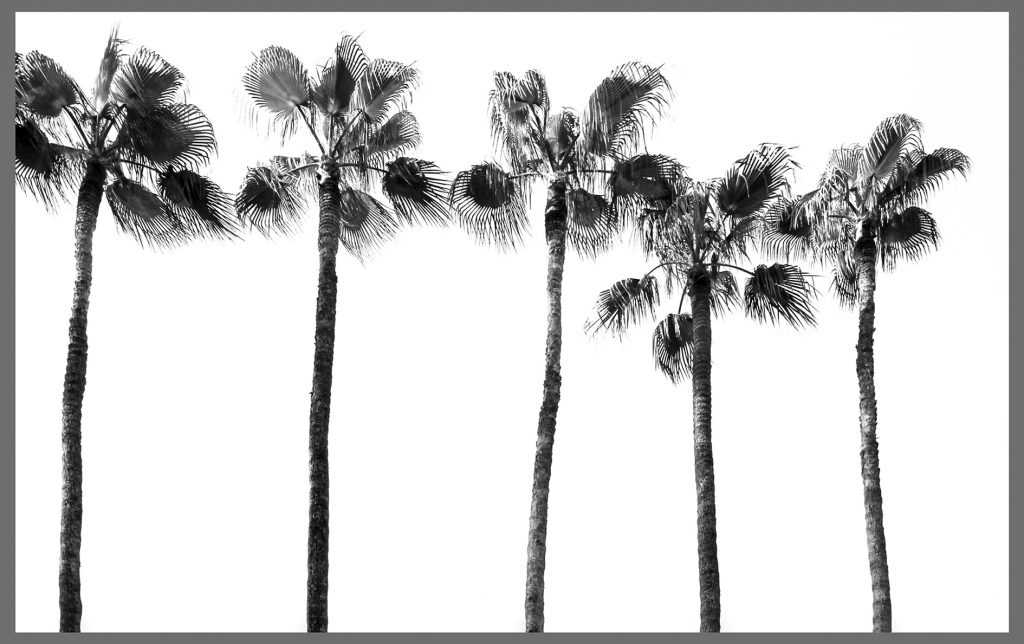 Palmen an der cote d´ Azur