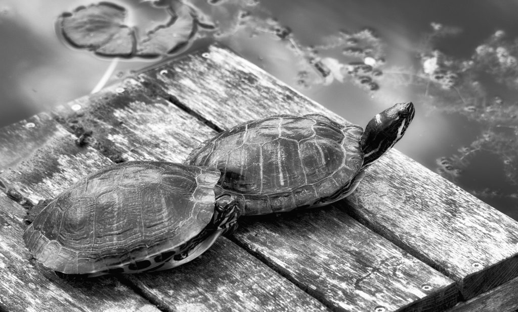 Schildkröten