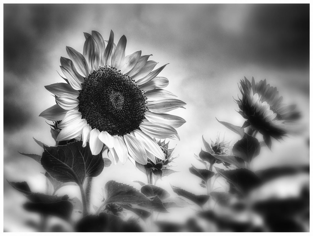 Sonnenblume