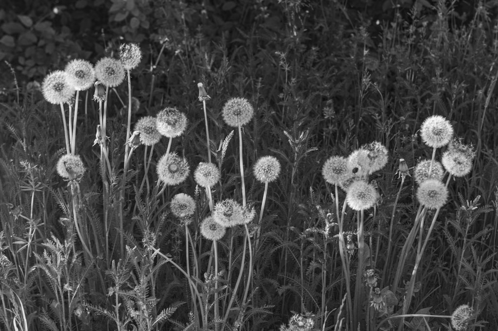 Pusteblumen