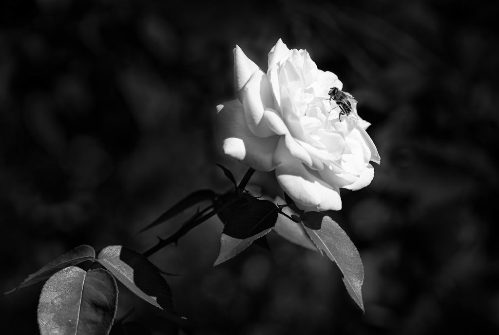 Besuch auf der Roseninsel