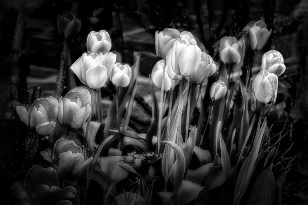 Ist Tulpenzeit