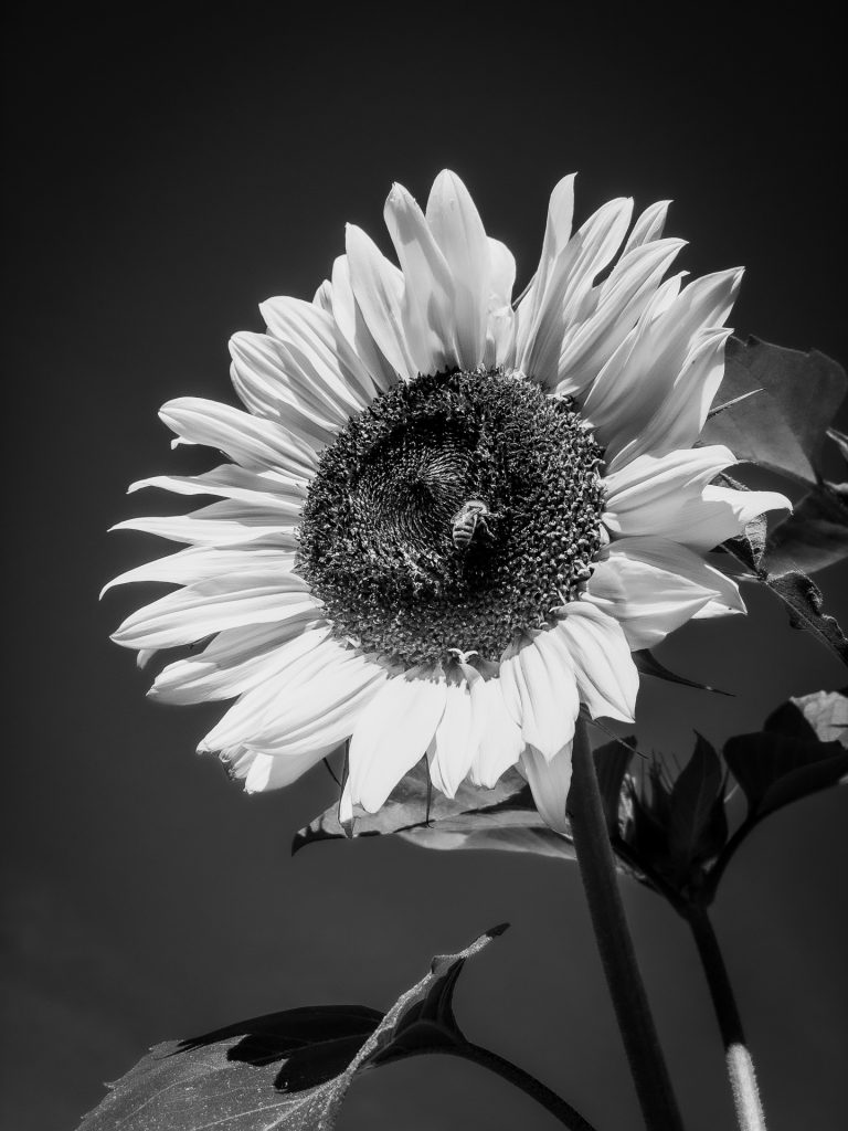 Sonne