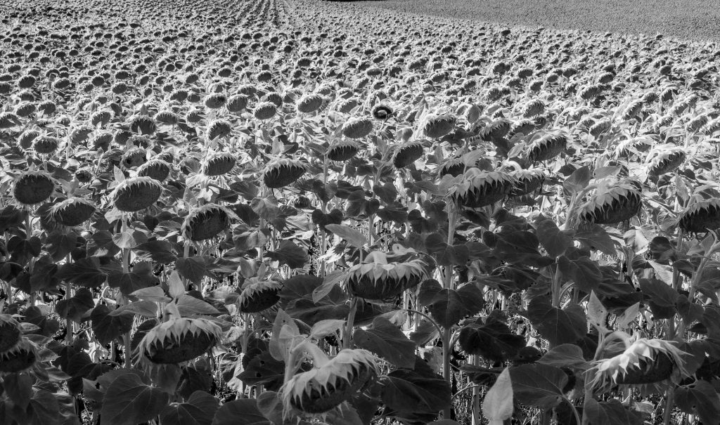 Feld
