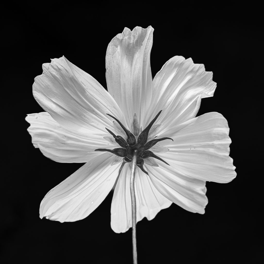 Cosmea Blüte