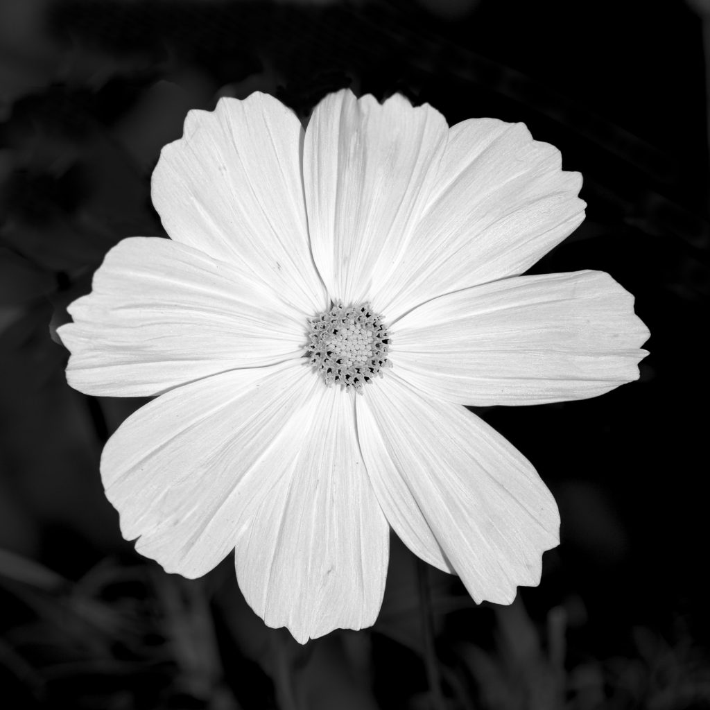 Cosmea Blüte2