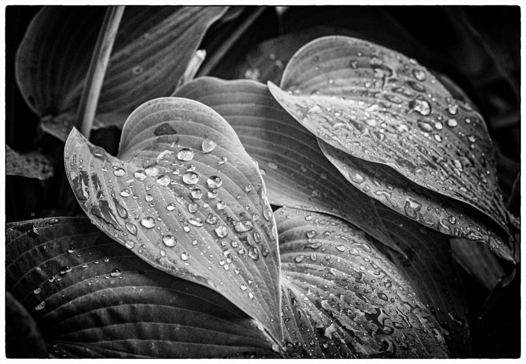 ..endlich Regen!!!