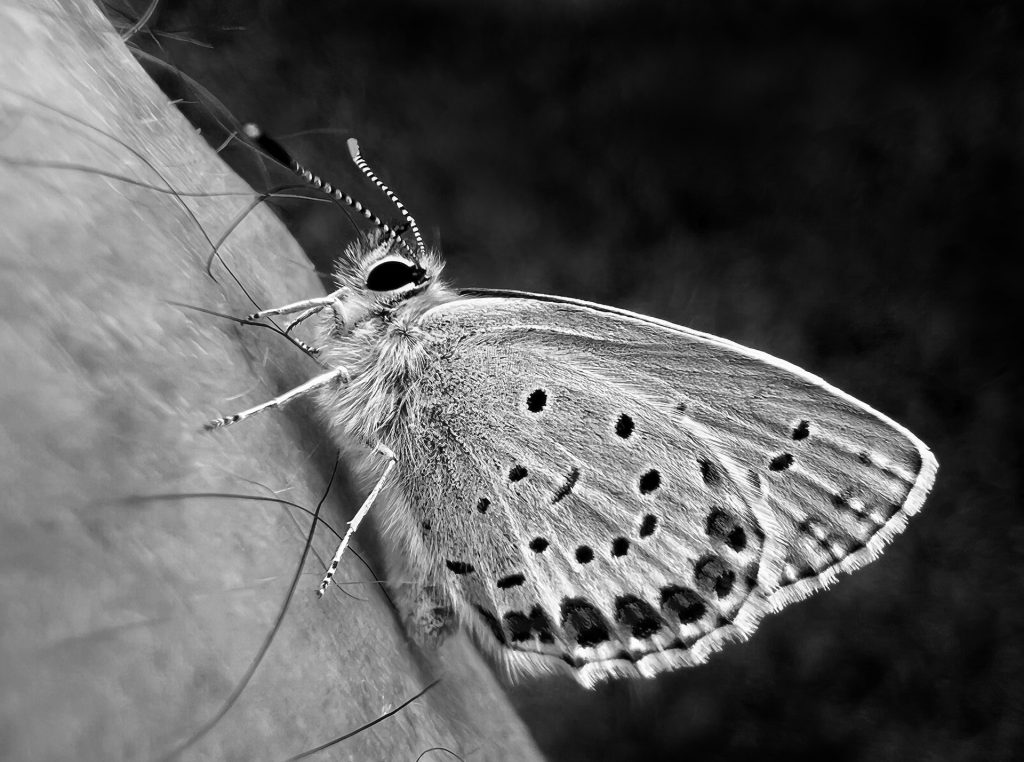 Schmetterling auf meinem Handrücken