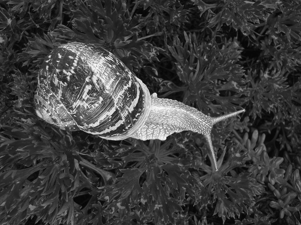 Gefleckte Weinbergschnecke