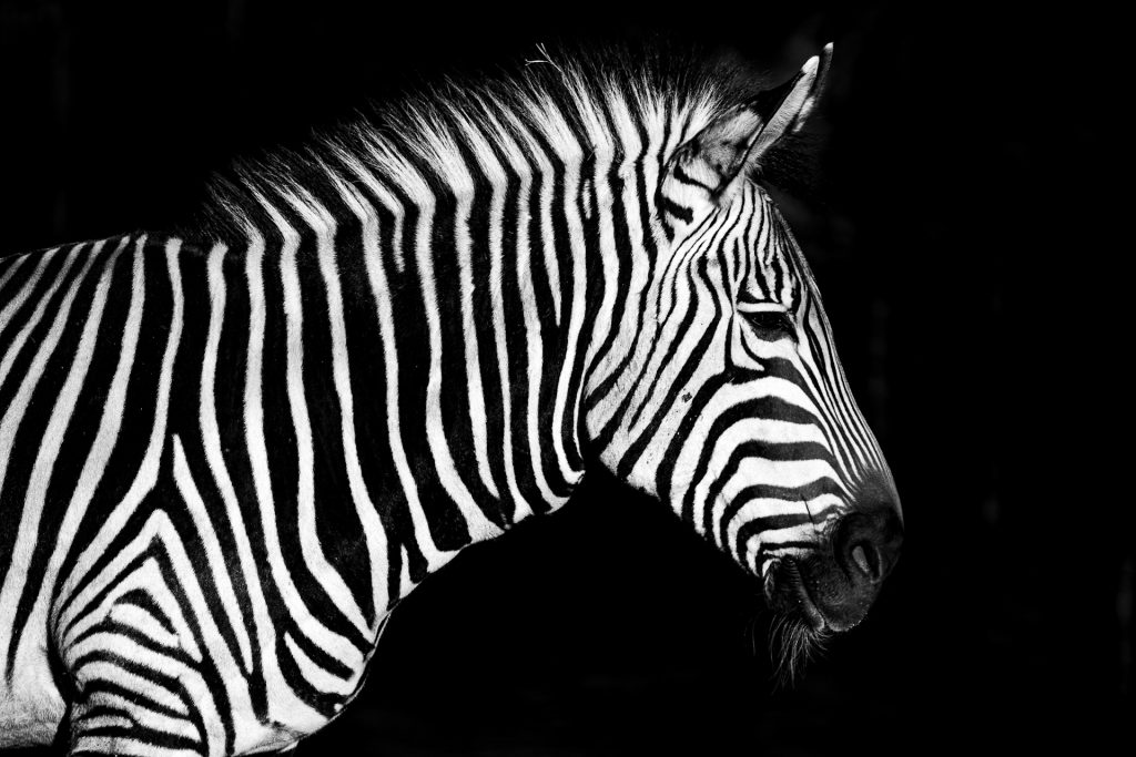 Zebrastreifen