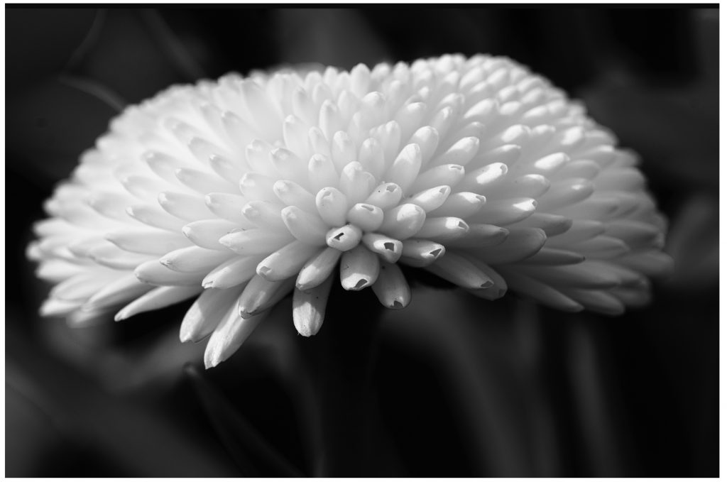 Bellis-Gänseblümchen