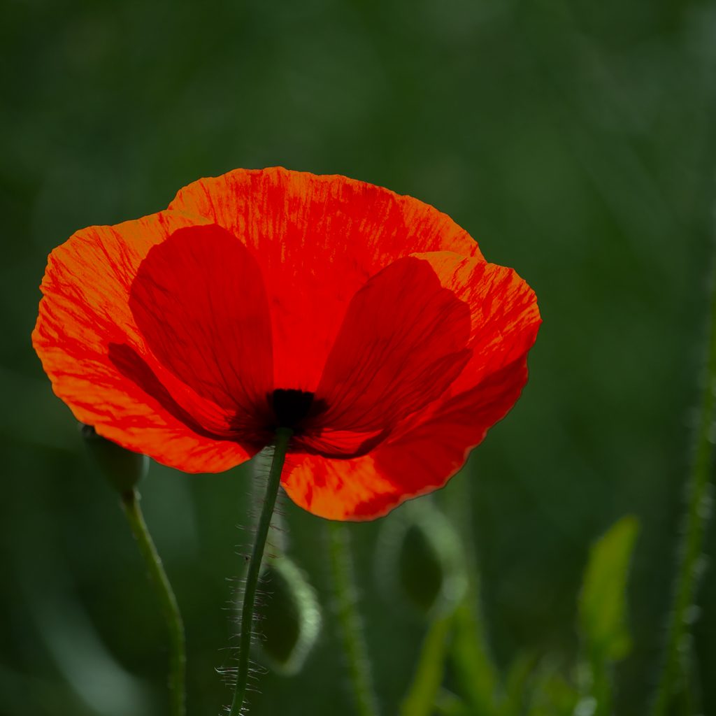 Mohnblume lichtdurchflutet