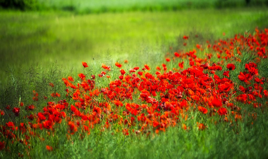 Mohnblumenfeld