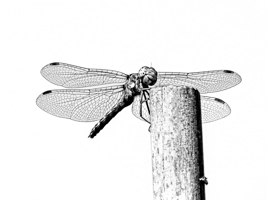 Libelle