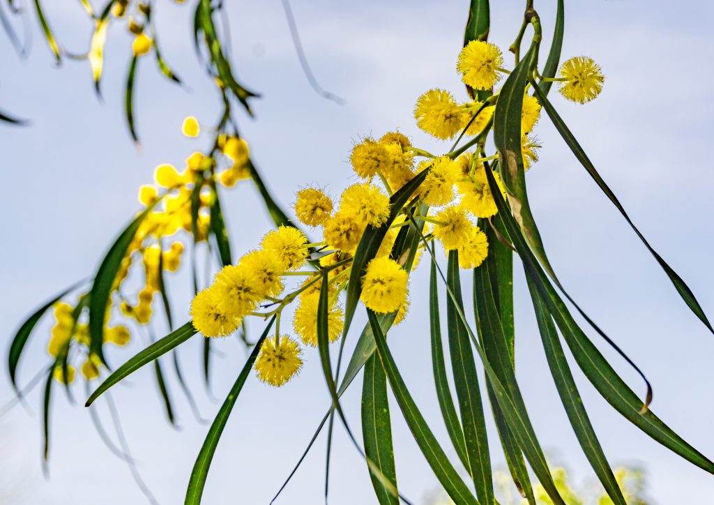 Mimosenbaum